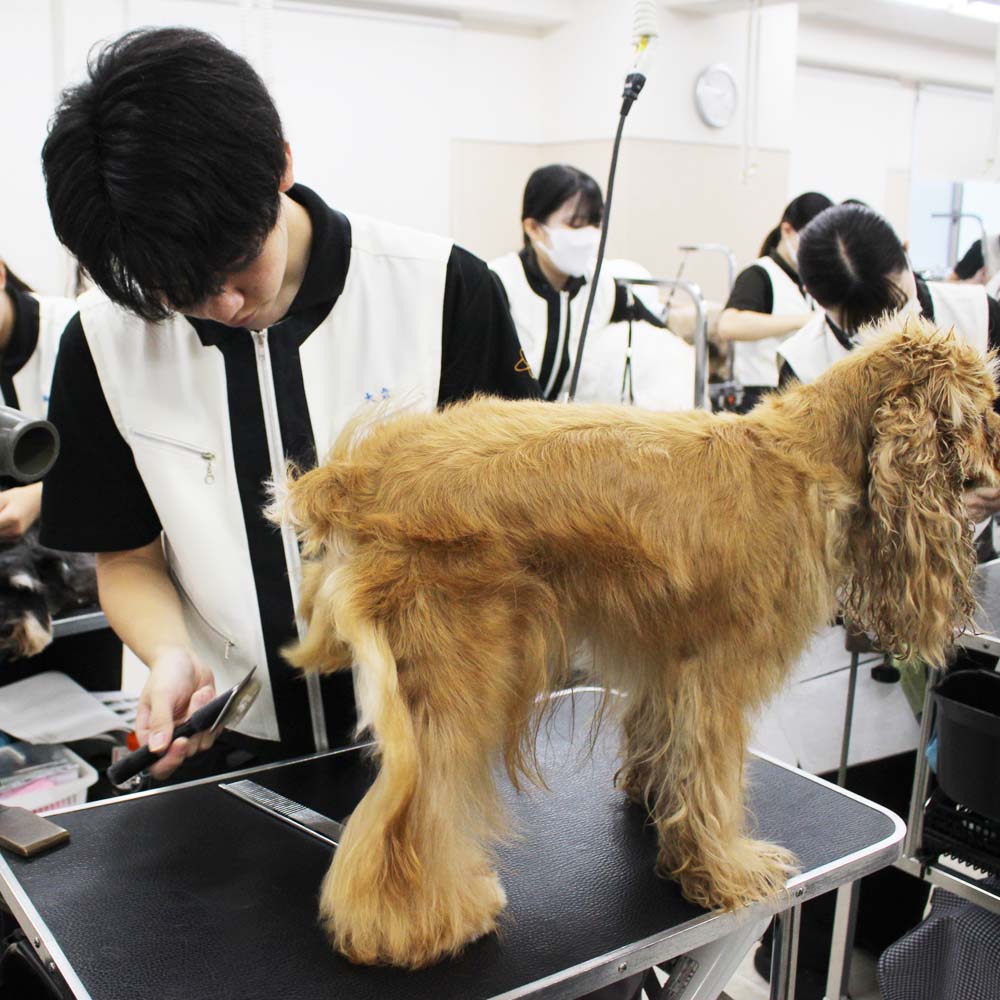 ２年生、お客様犬のトリミング☆